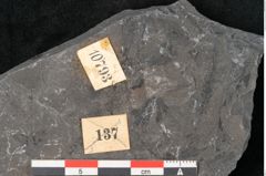 Foto (Detailansicht) von Sphenopteris elegans Brongniart (NHMW-GEO-2024-0188-10793)